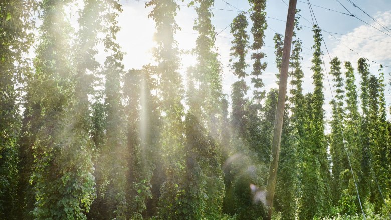 Privatbrauerei Zwettl, © Gerhard Wasserbauer Privatbrauerei Zwettl, © Gerhard Wasserbauer