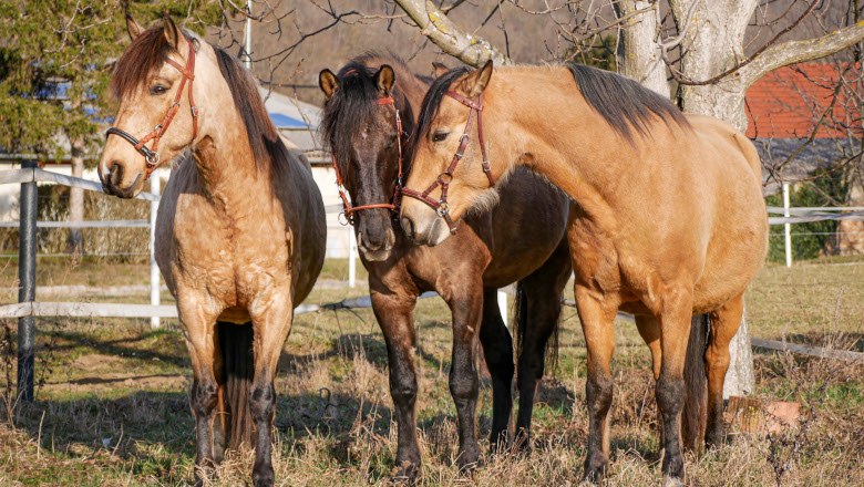 Reiterlebnis für Groß und Klein, © Jennifer Heß Reiterlebnis für Groß und Klein, © Jennifer Heß