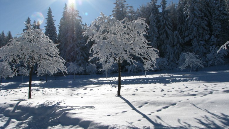 Naturpark Hohe Wand, © Naturpark Hohe Wand Verschneite Landschaft mit Bäumen im Sonnenschein.