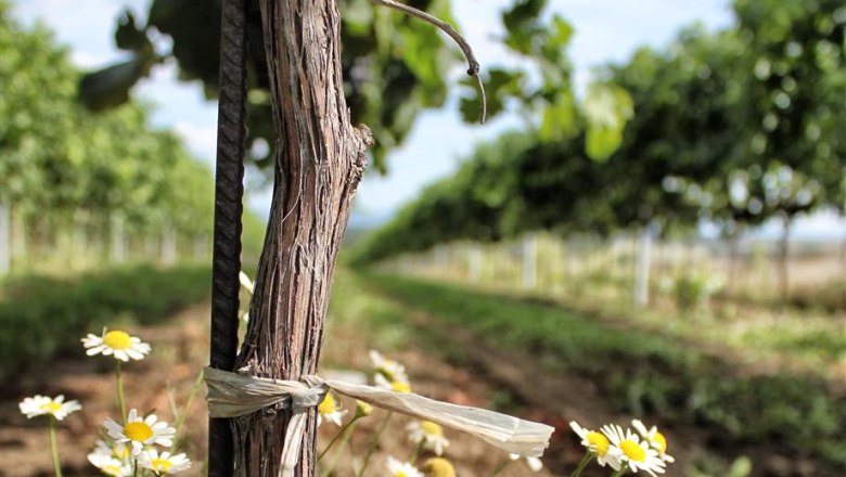 Weinrebe in Harmonie mit Kamille, © Alexander Fleckl Weinrebe mit Kamille im Vordergrund, Weinberg im Hintergrund.