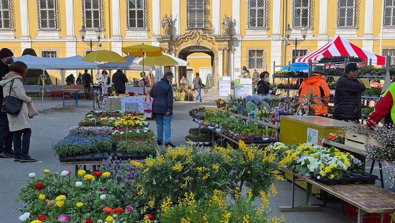 Wochenmarkt Stockerau, © Johannes Ehn Blumenstände auf einem Wochenmarkt vor einem historischen Gebäude mit Uhrturm in Stockerau.