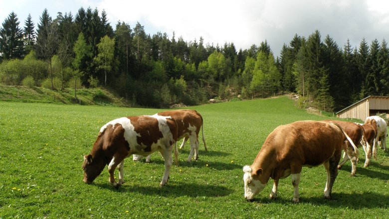 jungrinder_weide1, © Franz Prinz jungrinder_weide1, © Franz Prinz