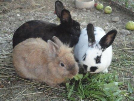 Hasen, © Gudrun Berndl Hasen, © Gudrun Berndl