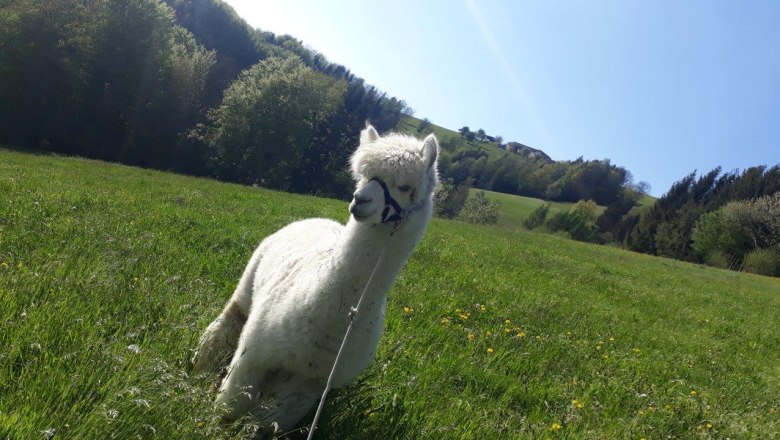 Ausblick ins Mostviertel, © Stefanie Ecker Ausblick ins Mostviertel, © Stefanie Ecker