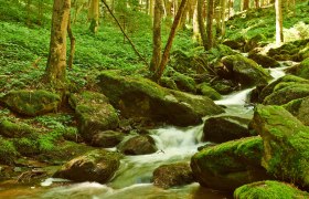 Steinbachklamm, © Klaus Engelmayer Ein kleiner Bach fließt durch einen moosbedeckten Wald mit Felsen und Bäumen.