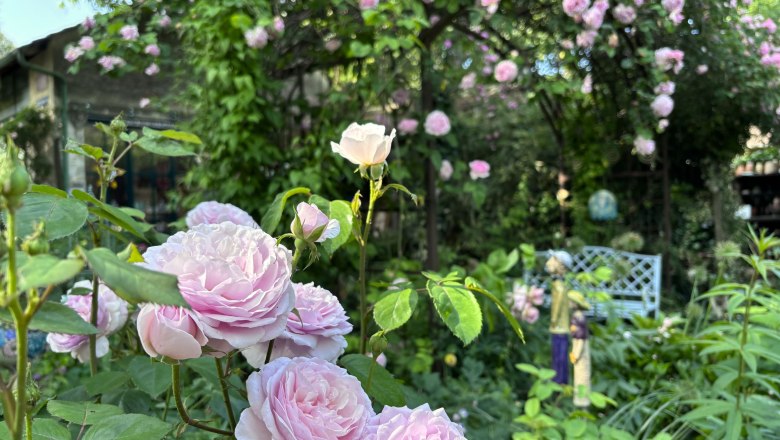 Cottage Garten, © "Natur im Garten" Ein blühender Cottage-Garten mit rosa Rosen und einer weißen Gartenbank im Hintergrund.