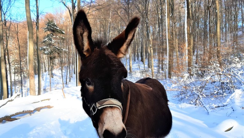 20210127_142152, © (Copyright Christine Plocek) 20210127_142152, © (Copyright Christine Plocek)