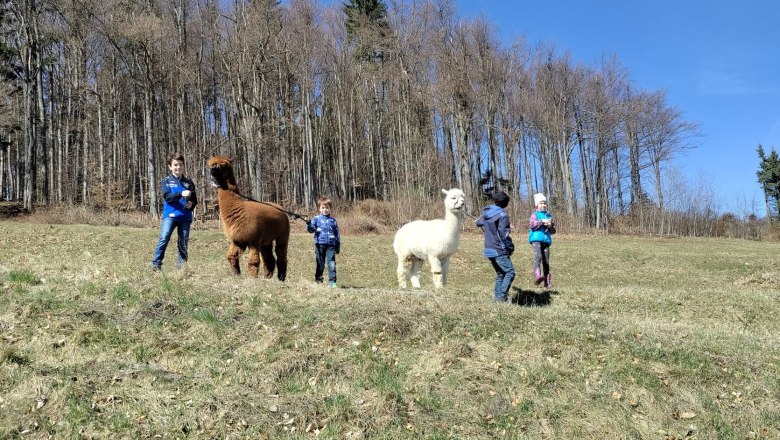 Alpakas mit Kindern, © Naturpark Jauerling Wachau Kinder führen Alpakas auf einer Wiese vor einem Wald.