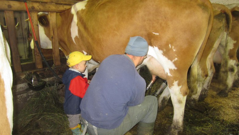 Kühe melken: da kommt also die Milch her, © Büchlhof Kühe melken: da kommt also die Milch her, © Büchlhof