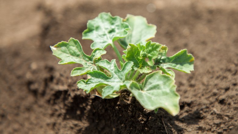 Pflanze, Brucker Melonen, Lukas Windholz, © LK NÖ Gerald Lechner Pflanze, Brucker Melonen, Lukas Windholz, © LK NÖ Gerald Lechner