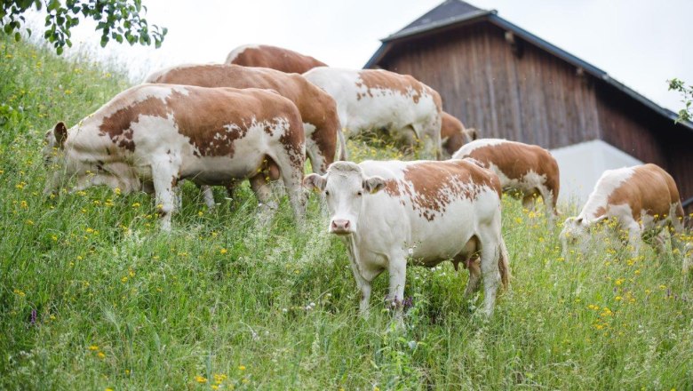 Ennstaler Bergschecken, © Sandra Wagner Ennstaler Bergschecken, © Sandra Wagner