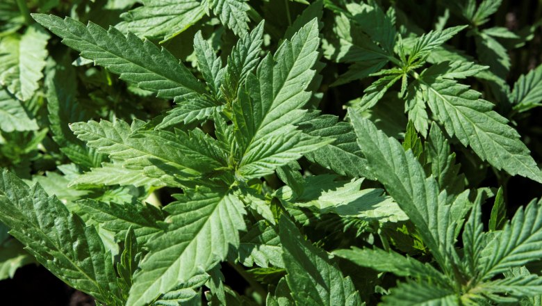 Hanfblüten, © Haarstubencampingplatz Reingers Hanfblüten, © Haarstubencampingplatz Reingers