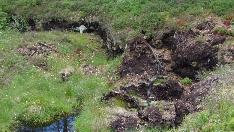 Moorgebiet, © Marktgemeinde Bad Großpertholz Ein Moorgebiet mit Wasser, Gras und Bäumen im Hintergrund.