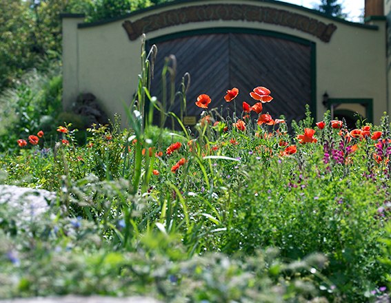 steinschalerhof_007959__c_natur-im-garten-alexander-haiden, © Natur im Garten/Alexander Haiden Blühender Garten mit roten Mohnblumen vor einem Gebäude mit Holztor.