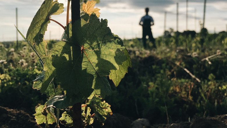 Bio Weingut Hofschneider Mannersdorf, © Bio Weingut Hofschneider Nahaufnahme einer Weinrebe im Vordergrund mit unscharfer Person im Hintergrund bei Sonnenuntergang.