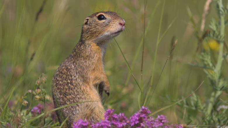perchtoldsdorfer-heide_-ziesel01_copyright-_freunde-der-perchtoldsdorfer-heide-h-schaefer, © Freunde der Perchtoldsdorfer Heide _ H. Schäfer perchtoldsdorfer-heide_-ziesel01_copyright-_freunde-der-perchtoldsdorfer-heide-h-schaefer, © Freunde der Perchtoldsdorfer Heide _ H. Schäfer