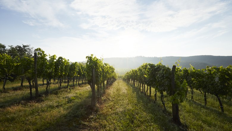 schonbergtourismus_2020-07-21_imgl0439_rupertpessl_web, © Rupert Pessl schonbergtourismus_2020-07-21_imgl0439_rupertpessl_web, © Rupert Pessl