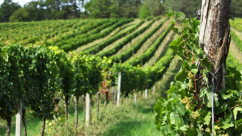 Im Weingarten, © Weingut Ribisch Weinreben in einem sonnigen Weinberg mit grünen Blättern und Trauben.