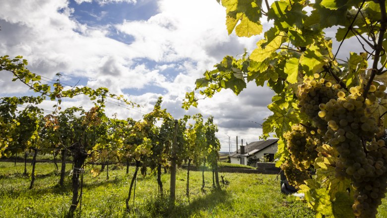 Weingarten bei der Kellergasse Prellenkirchen, © Donau Niederösterreich, Barbara Elser Weinreben mit reifen Trauben
