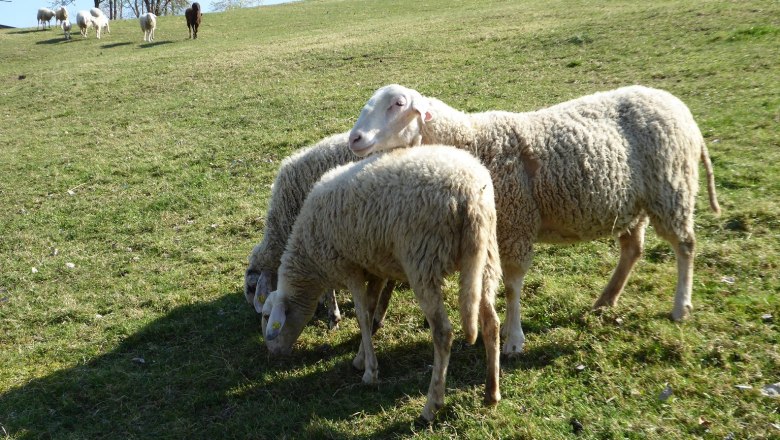 schafe, © Zulehen schafe, © Zulehen