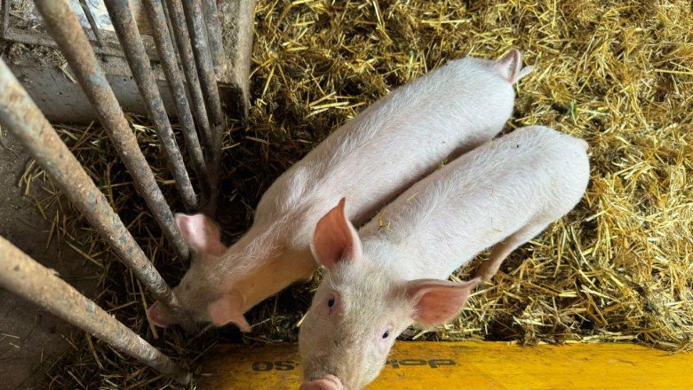 Schweine, © Höbarten Schweine, © Höbarten