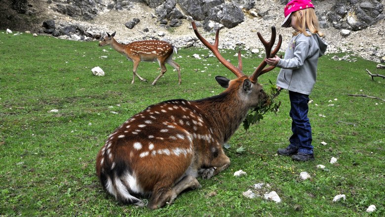 Wildpark Ernstbrunn, © Weinviertel Tourismus / Mandl Ein Kind füttert ein sitzendes Reh im Wildpark Ernstbrunn.