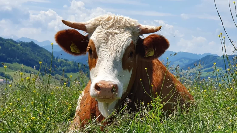 Kuh - Hermine, © Melanie Schweighuber Kuh - Hermine, © Melanie Schweighuber