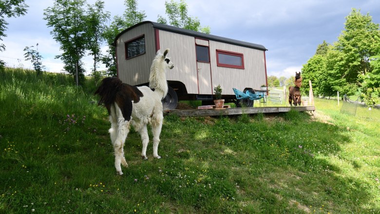 Leopold-der Lamahütewagen, © lamawanderland Leopold-der Lamahütewagen, © lamawanderland