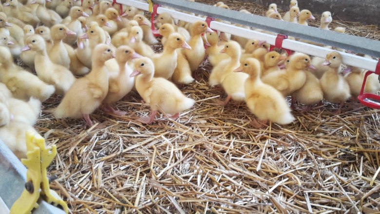 Entenküken, © Stoagrawihof, Fotograf Gisela Paulnsteiner Entenküken, © Stoagrawihof, Fotograf Gisela Paulnsteiner