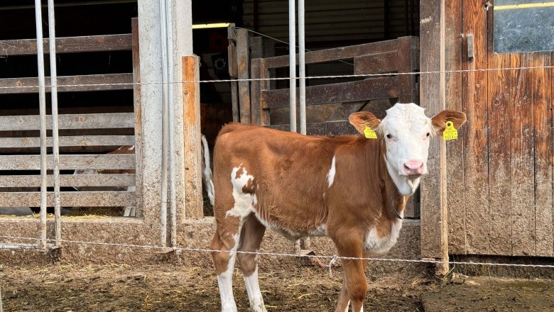 Sunnseit´n Bio Bauernhof, © Mostviertel Tourismus Sunnseit´n Bio Bauernhof, © Mostviertel Tourismus