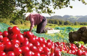 Dirndlernte, © www.fuxsteiner.at Person erntet rote Früchte auf einem Feld mit grüner Landschaft im Hintergrund.