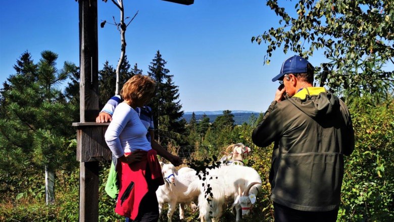 Naturerlebnis mit Kaschmirziegen, © W.I.I.TT Naturerlebnis mit Kaschmirziegen, © W.I.I.TT