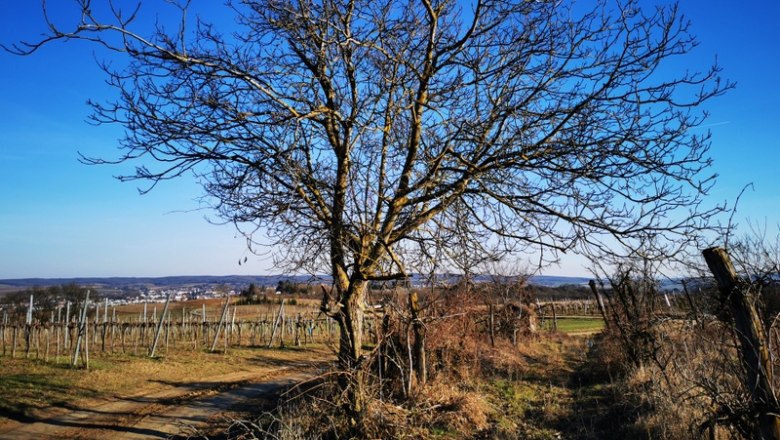 Traumhafter Ausblick auf das Umland von Hollabrunn, © Weinstraße Weinviertel Landschaft mit kahlem Baum und Weinbergen unter blauem Himmel.