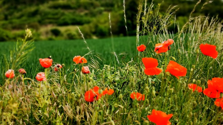 Hollenstein Umgebung, © Weinstraße Weinviertel Rote Mohnblumen vor einem grünen Feld und bewaldeten Hügeln.