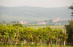 Blick auf Pulkau, © Astrid Bartl Blick auf Pulkau, © Astrid Bartl