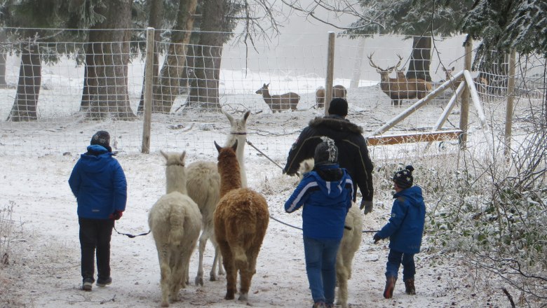 Naturpark Hohe Wand, © Naturpark Hohe Wand Menschen führen Lamas im verschneiten Wald, im Hintergrund sind Hirsche hinter einem Zaun zu sehen.