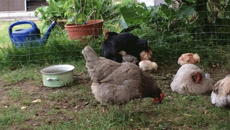 Ferienhaus Böhm, Hühner, © Ferienhaus Böhm Ferienhaus Böhm, Hühner, © Ferienhaus Böhm