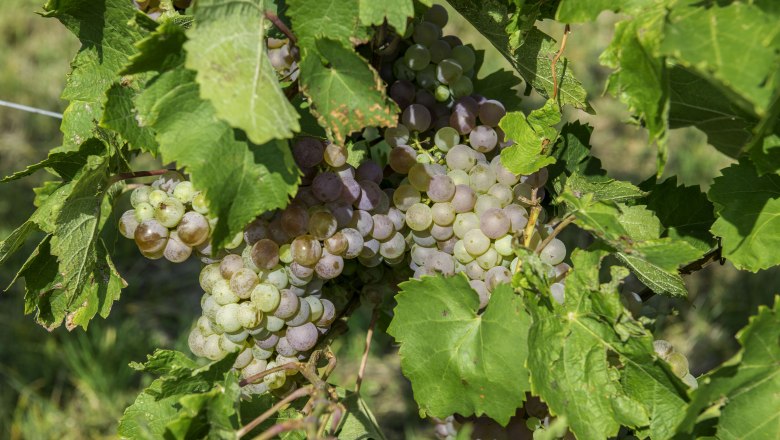 Rebsorte, © Studeny Rebsorte, © Studeny