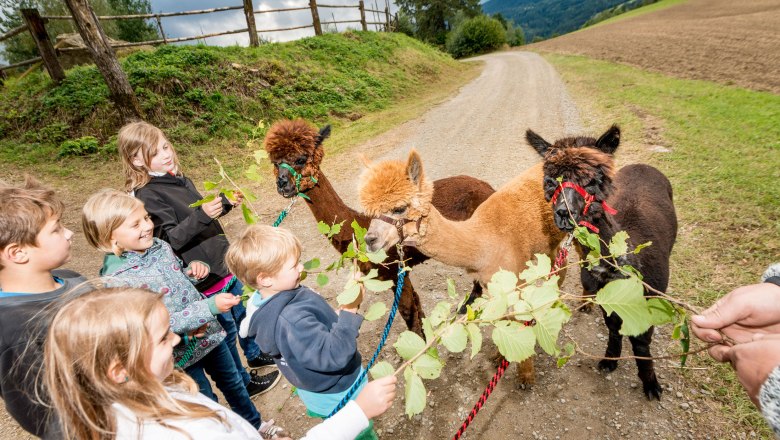 Sonnseitnhof, © Sonnseitnhof Kinder füttern Alpakas mit Blättern auf einem ländlichen Weg.