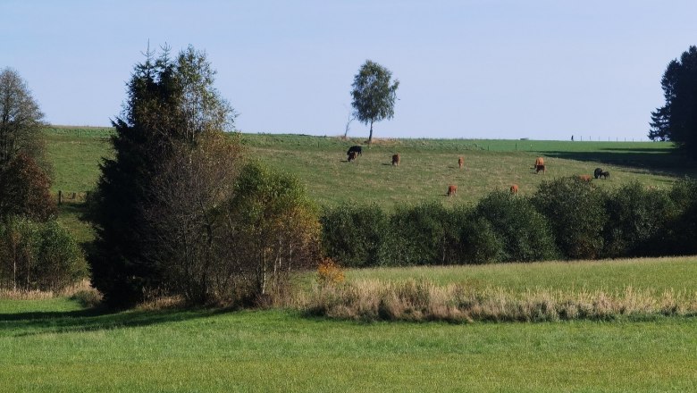 Almblick, © Thomas Starkl Almblick, © Thomas Starkl