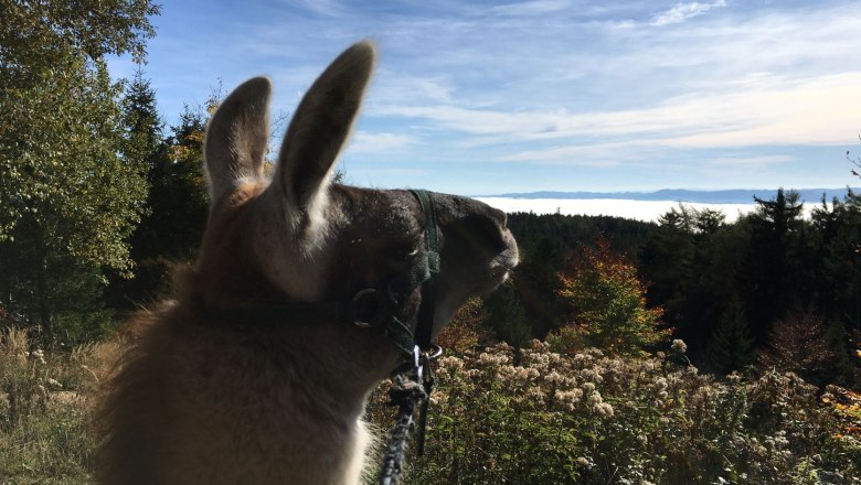 Blick ins Nebelmeer, © Naturpark Hohe Wand Ein Lama blickt über eine nebelverhangene Landschaft mit Bäumen und blauem Himmel.