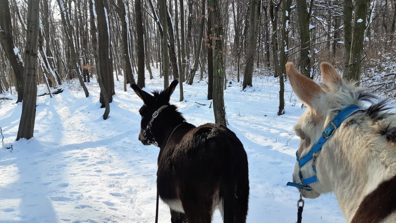 20200703-dsc_1275_wienerwaldtourismus_andreas-hofer, © (Copyright Christine Plocek) 20200703-dsc_1275_wienerwaldtourismus_andreas-hofer, © (Copyright Christine Plocek)