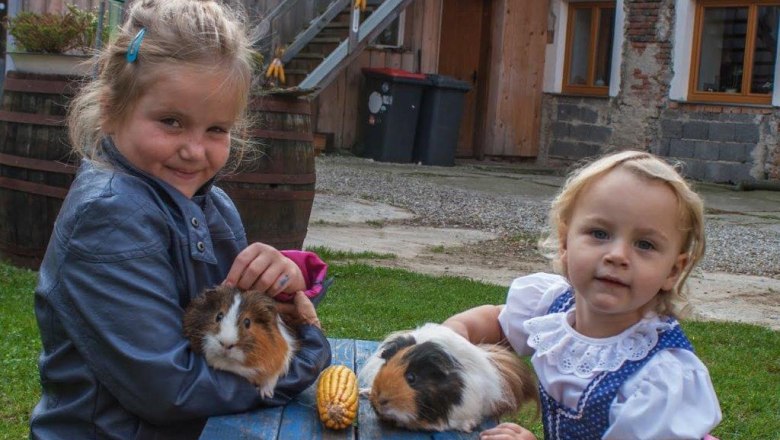 Meerschweinchen, © Gudrun Berndl Meerschweinchen, © Gudrun Berndl