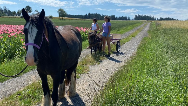 kopie-alice-ohne, © Andreas Artner kopie-alice-ohne, © Andreas Artner