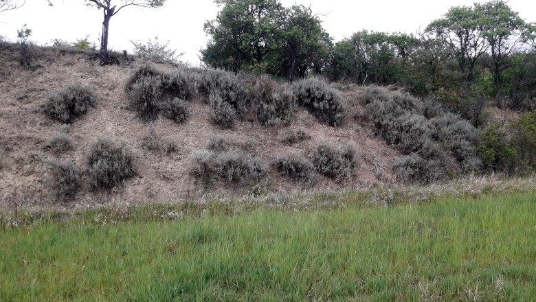 Hornmelde in Goggendorf, © Martin Mann Böschung mit Gras und Büschen in einer natürlichen Landschaft.