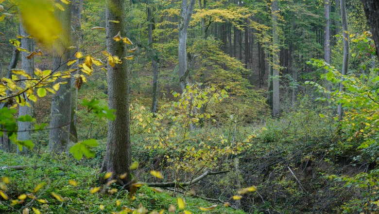 Naturwald Gänsegraben, © Matthias Schickhofer Ein dichter Wald mit grünen und gelben Blättern im Herbst.