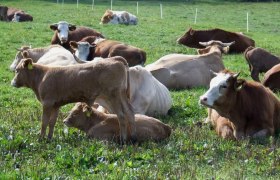 familienurlaub_am_bio-bauernhofcpeter_hoebarth_2, © Peter Höbarth familienurlaub_am_bio-bauernhofcpeter_hoebarth_2, © Peter Höbarth