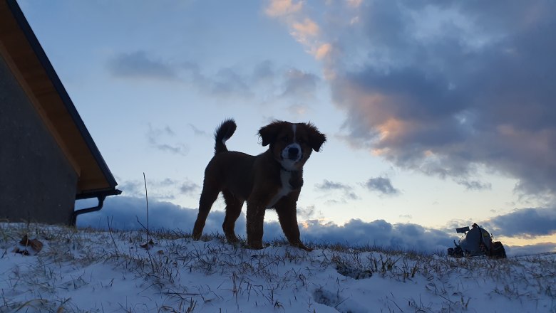 Biobauernhof MItterhirschberg, © Familie Schweighuber Biobauernhof MItterhirschberg, © Familie Schweighuber