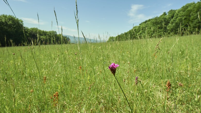Dianawiese, © Prendinger Dianawiese, © Prendinger