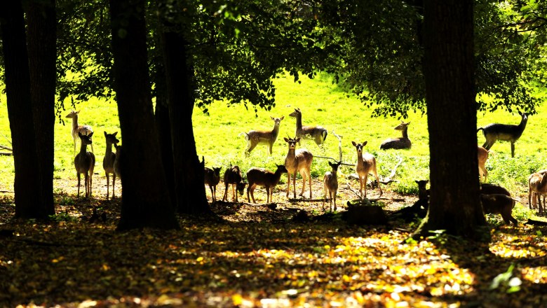 Naturpark Geras, © POV Eine Gruppe von Rehen steht und liegt auf einer sonnigen Lichtung im Wald.